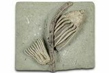 Fossil Crinoid Plate (Two Species) - Crawfordsville, Indiana #325642-1
